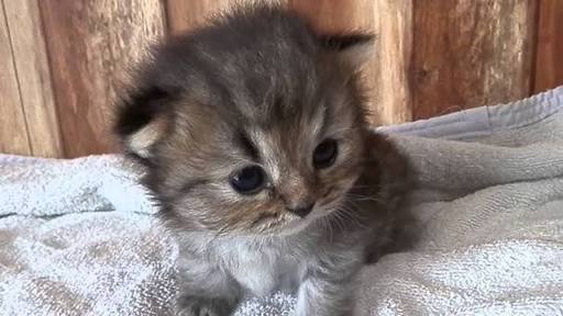 動物の赤ちゃんの画像で和みましょう