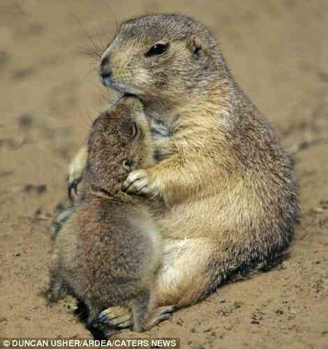 動物の赤ちゃんの画像で和みましょう
