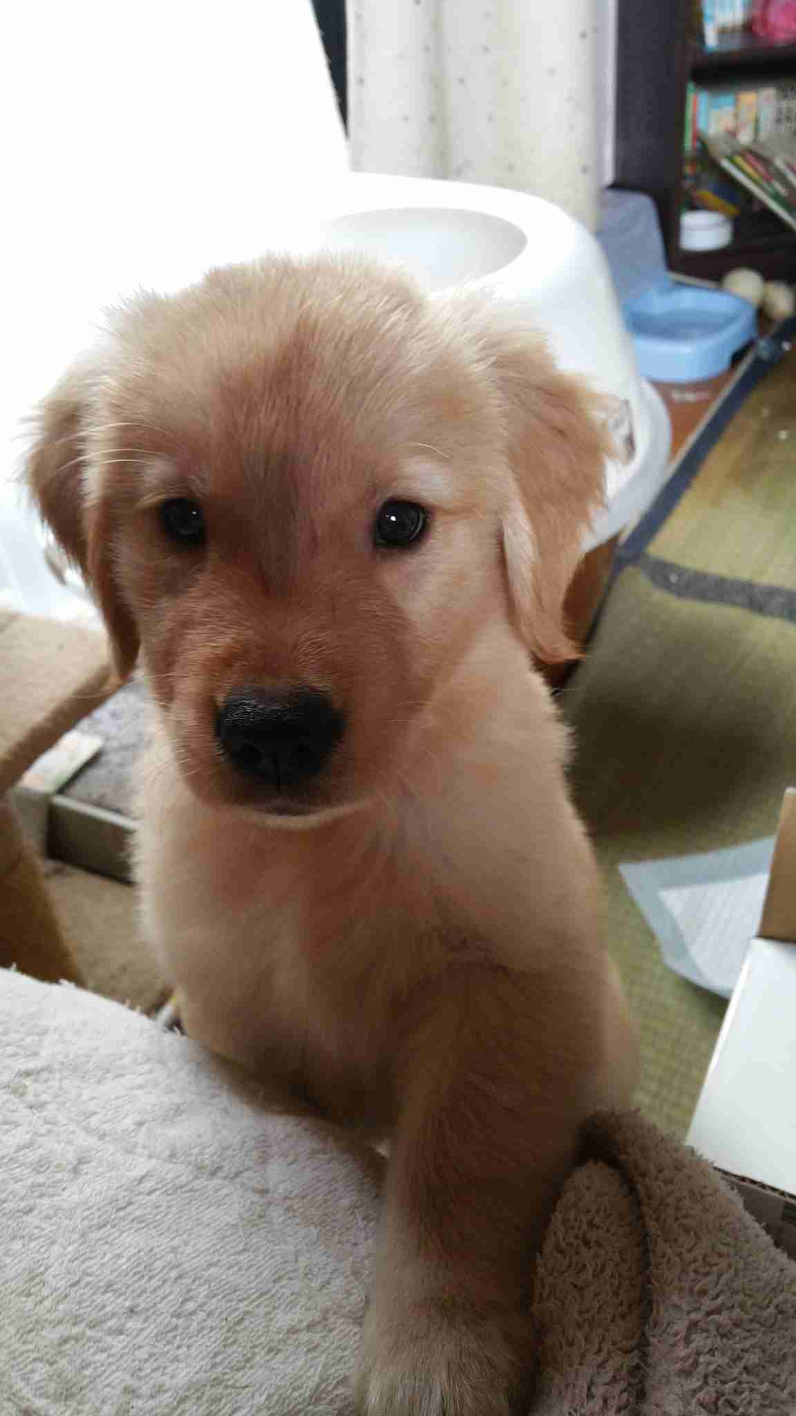 動物の赤ちゃんの画像で和みましょう