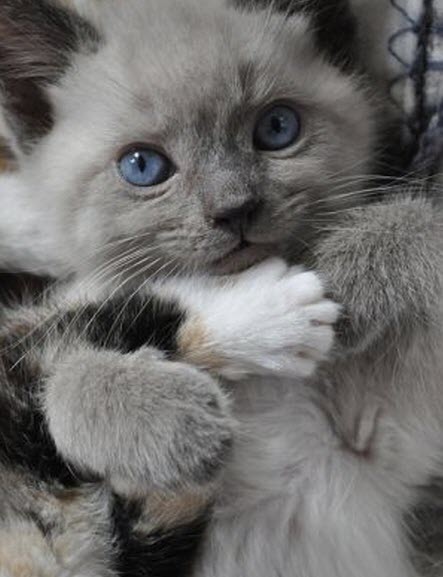 動物の赤ちゃんの画像で和みましょう
