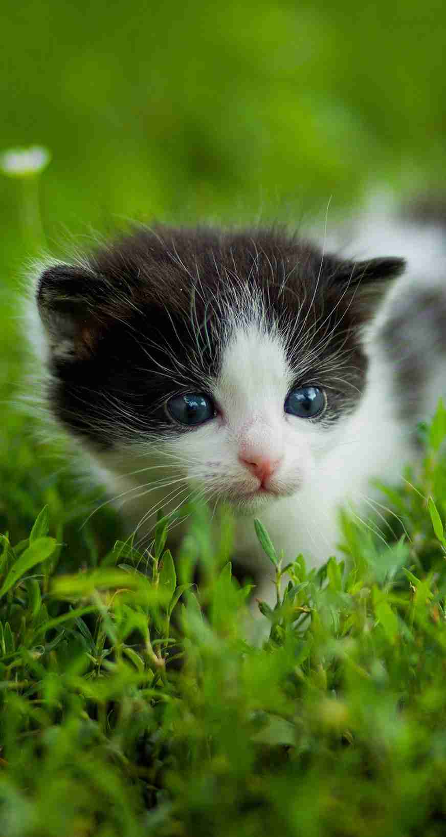 動物の赤ちゃんの画像で和みましょう
