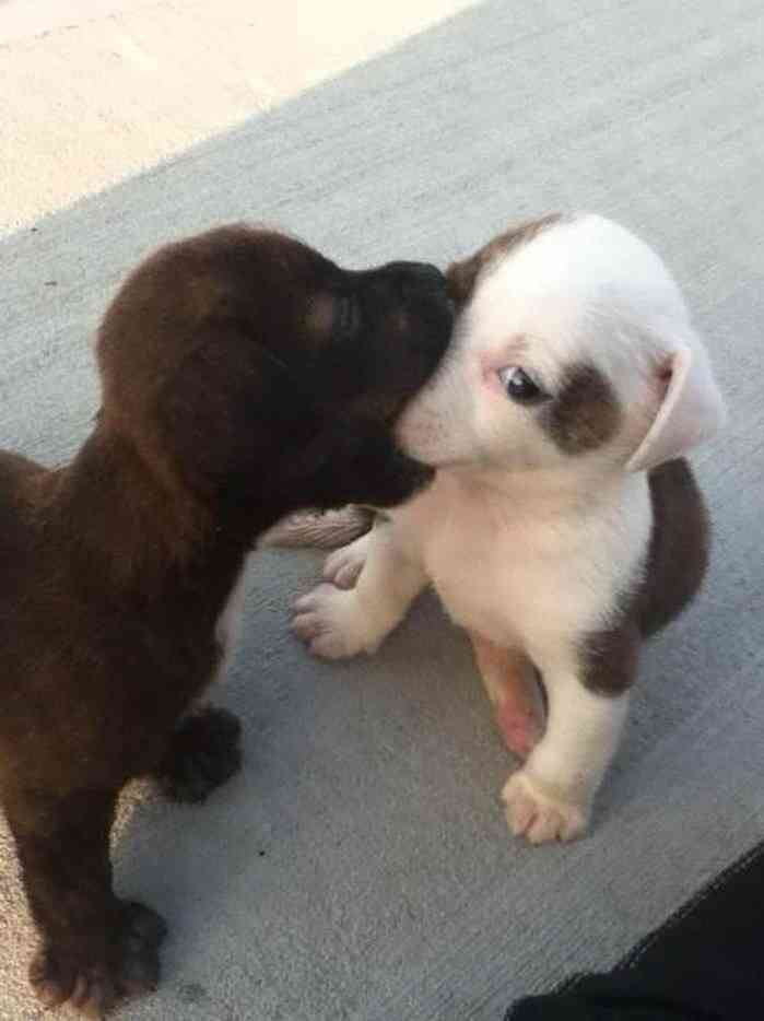 動物の赤ちゃんの画像で和みましょう