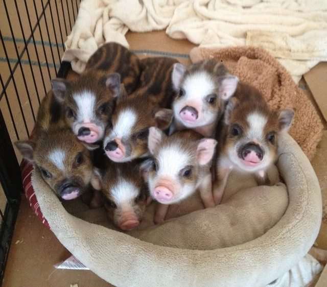 動物の赤ちゃんの画像で和みましょう