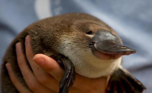 動物の赤ちゃんの画像で和みましょう