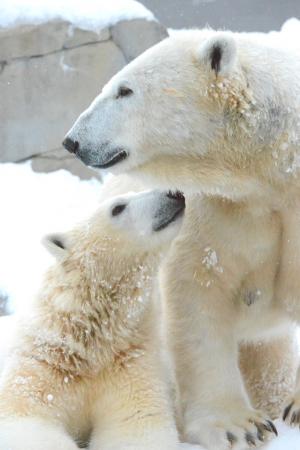 動物の赤ちゃんの画像で和みましょう