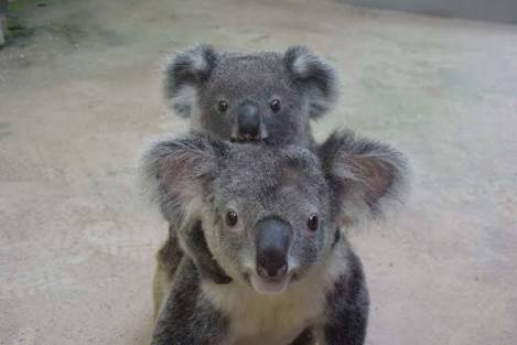 動物の赤ちゃんの画像で和みましょう