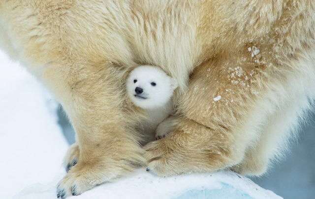 動物の赤ちゃんの画像で和みましょう