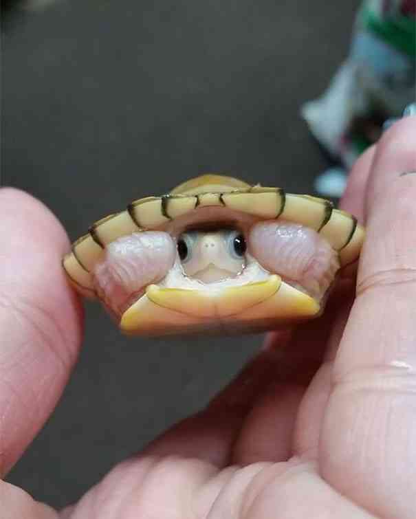 動物の赤ちゃんの画像で和みましょう