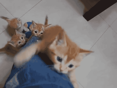 動物の赤ちゃんの画像で和みましょう