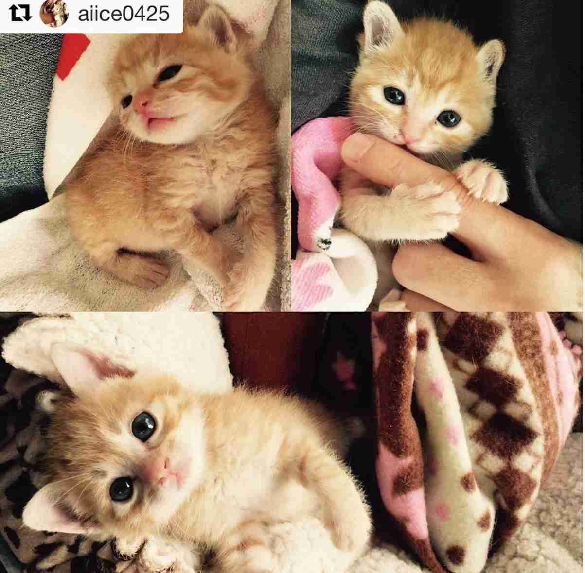 動物の赤ちゃんの画像で和みましょう