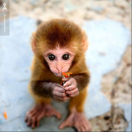 動物の赤ちゃんの画像で和みましょう