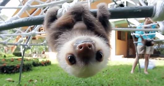 動物の赤ちゃんの画像で和みましょう
