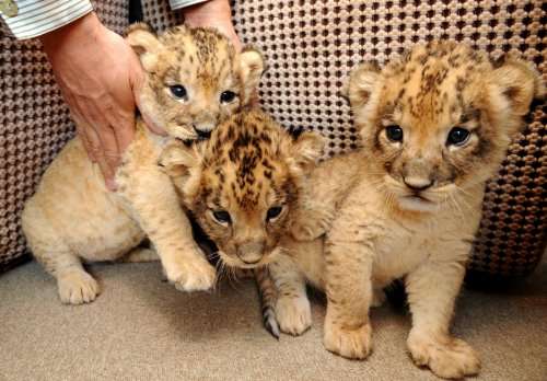 動物の赤ちゃんの画像で和みましょう