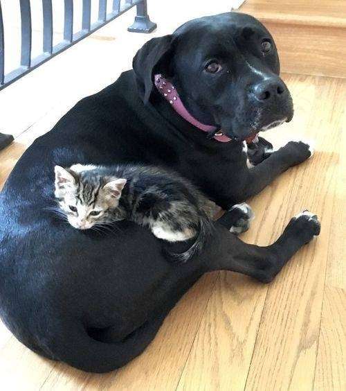 動物の赤ちゃんの画像で和みましょう