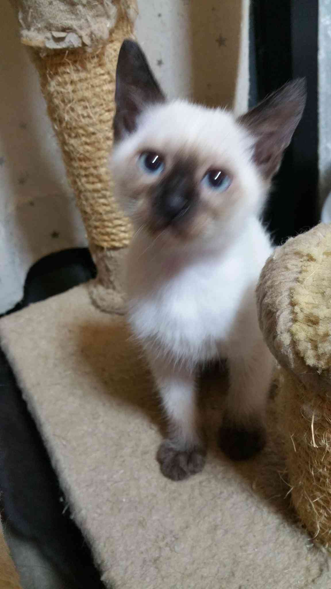 動物の赤ちゃんの画像で和みましょう