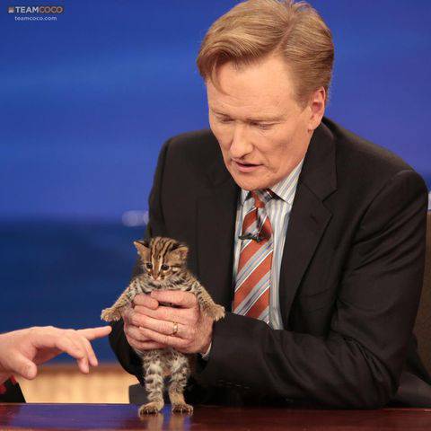 動物の赤ちゃんの画像で和みましょう