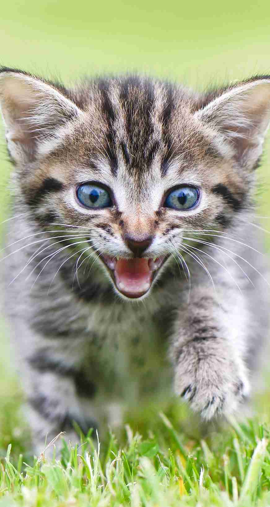 動物の赤ちゃんの画像で和みましょう