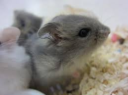 動物の赤ちゃんの画像で和みましょう