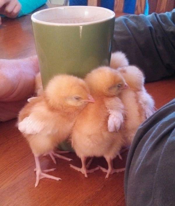 動物の赤ちゃんの画像で和みましょう