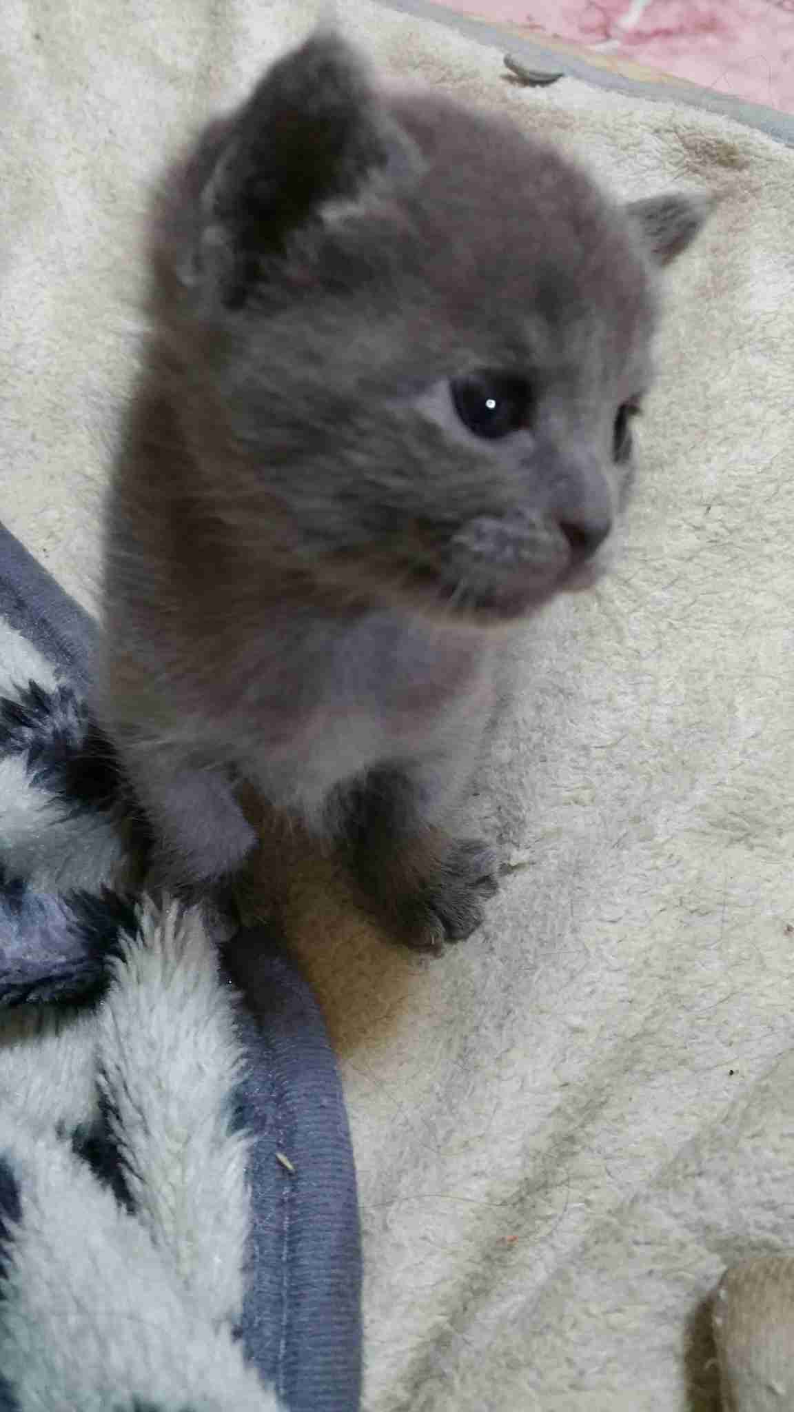 動物の赤ちゃんの画像で和みましょう