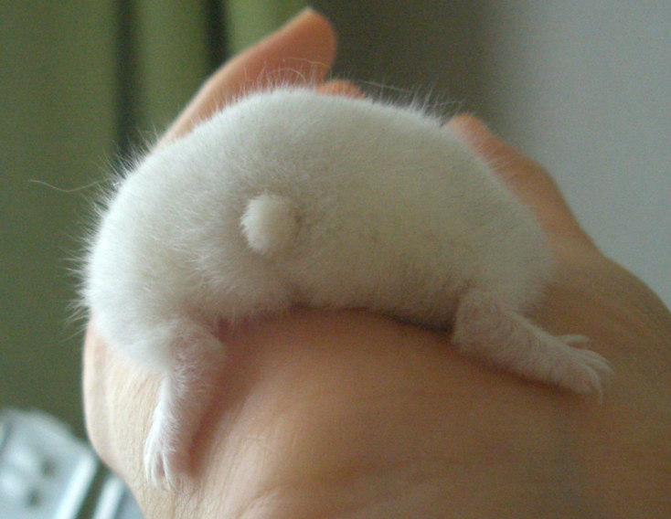 動物の赤ちゃんの画像で和みましょう