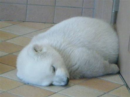 動物の赤ちゃんの画像で和みましょう