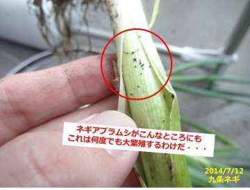 野菜についてる虫が怖い人！