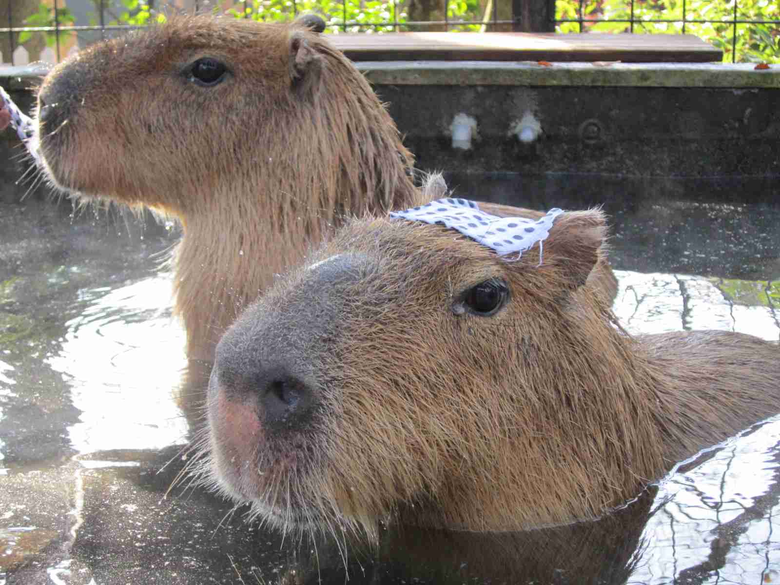 自分に似ている画像を使って一言