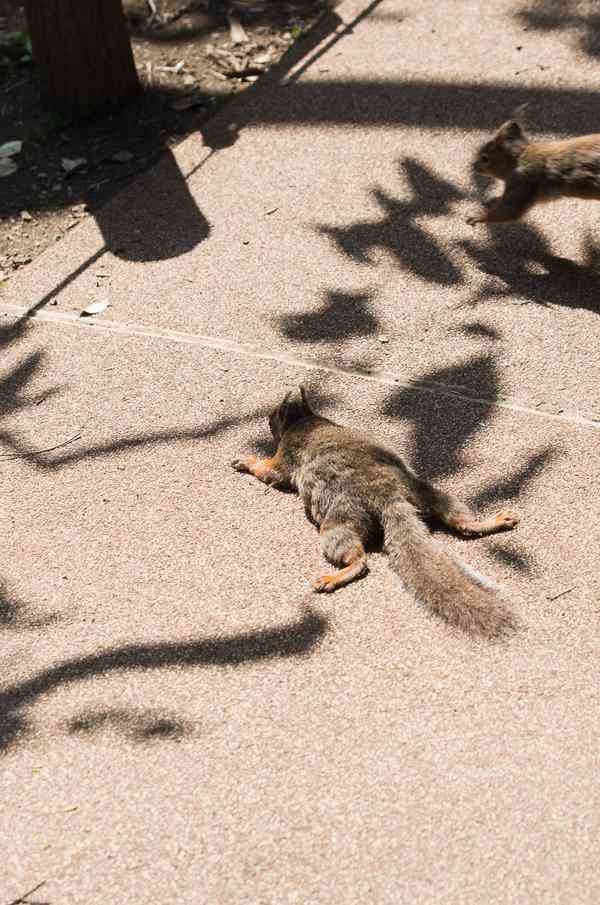 「自宅の屋根からリスが落ちたっぽい」→推測の根拠となる写真がコチラ(笑)