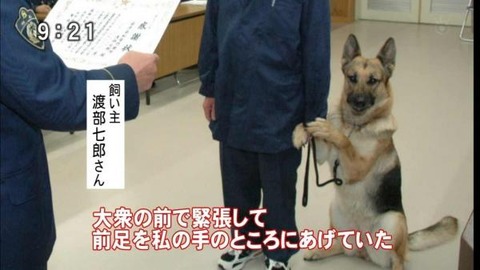 ハグが大好き！散歩中みんなにハグしちゃうゴールデン・レトリバー