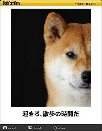 ハグが大好き！散歩中みんなにハグしちゃうゴールデン・レトリバー