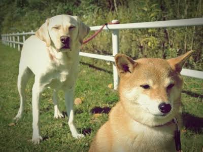 ハグが大好き！散歩中みんなにハグしちゃうゴールデン・レトリバー