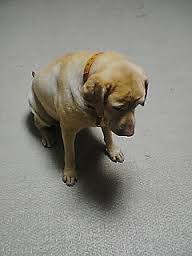 ハグが大好き！散歩中みんなにハグしちゃうゴールデン・レトリバー