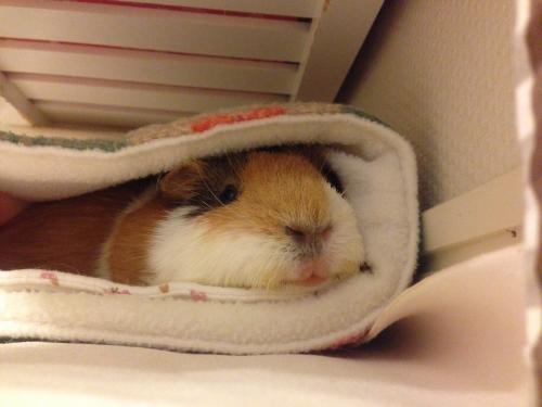 どういう目的・理由でペットを飼いましたか？