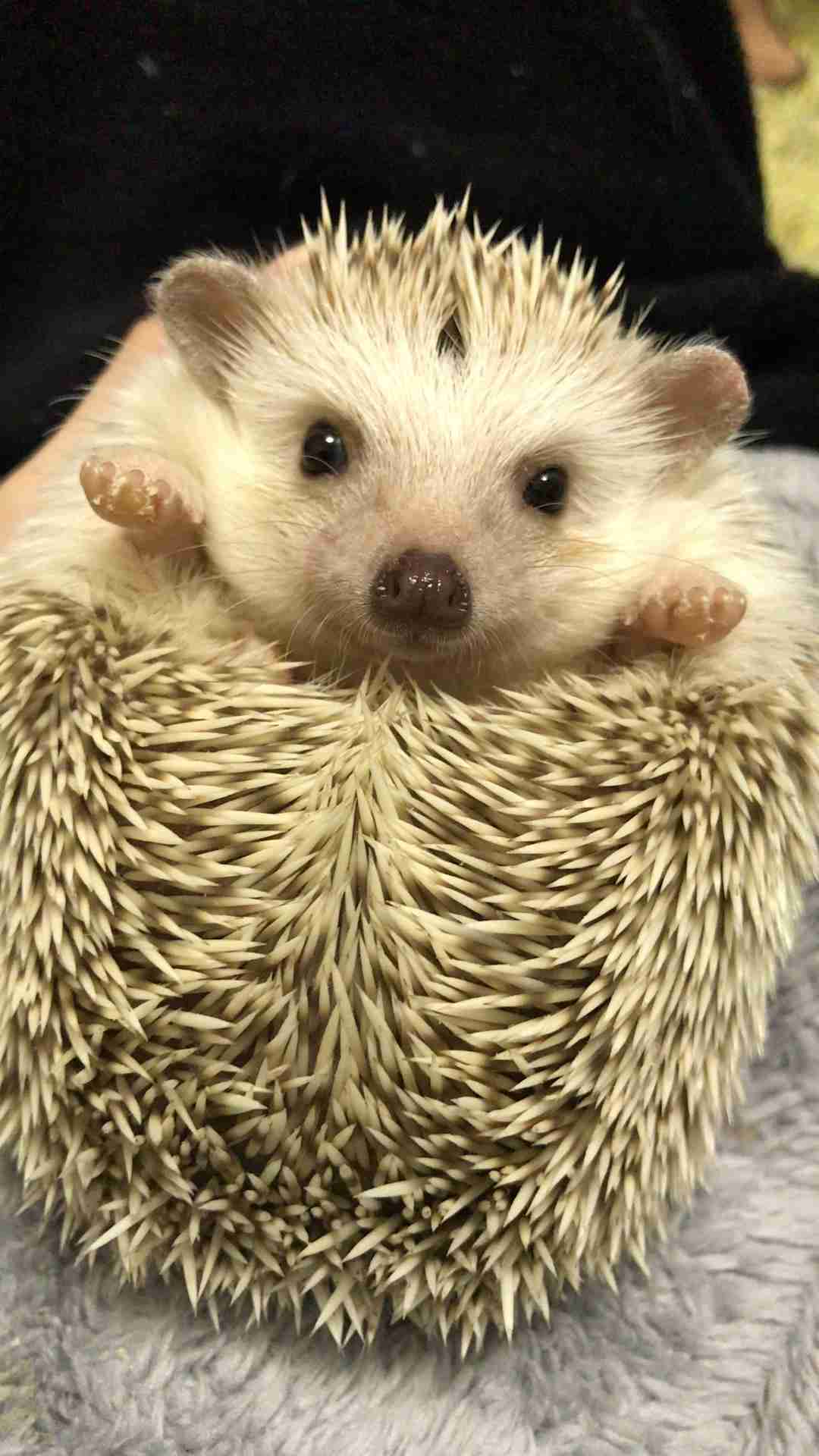 どういう目的・理由でペットを飼いましたか？