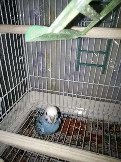 どういう目的・理由でペットを飼いましたか？