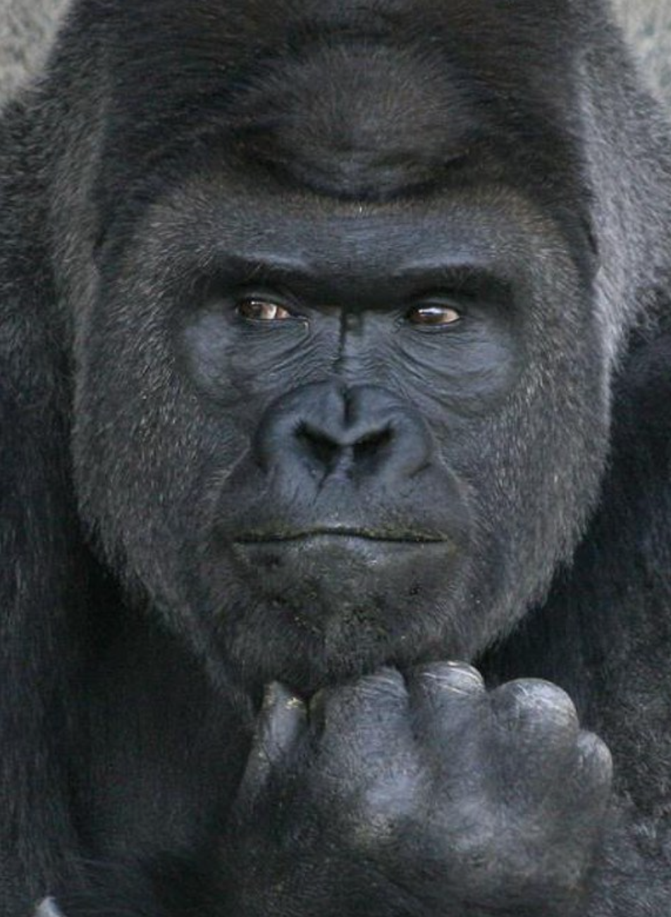 本気で自分に似てる画像を貼ってこう！part2