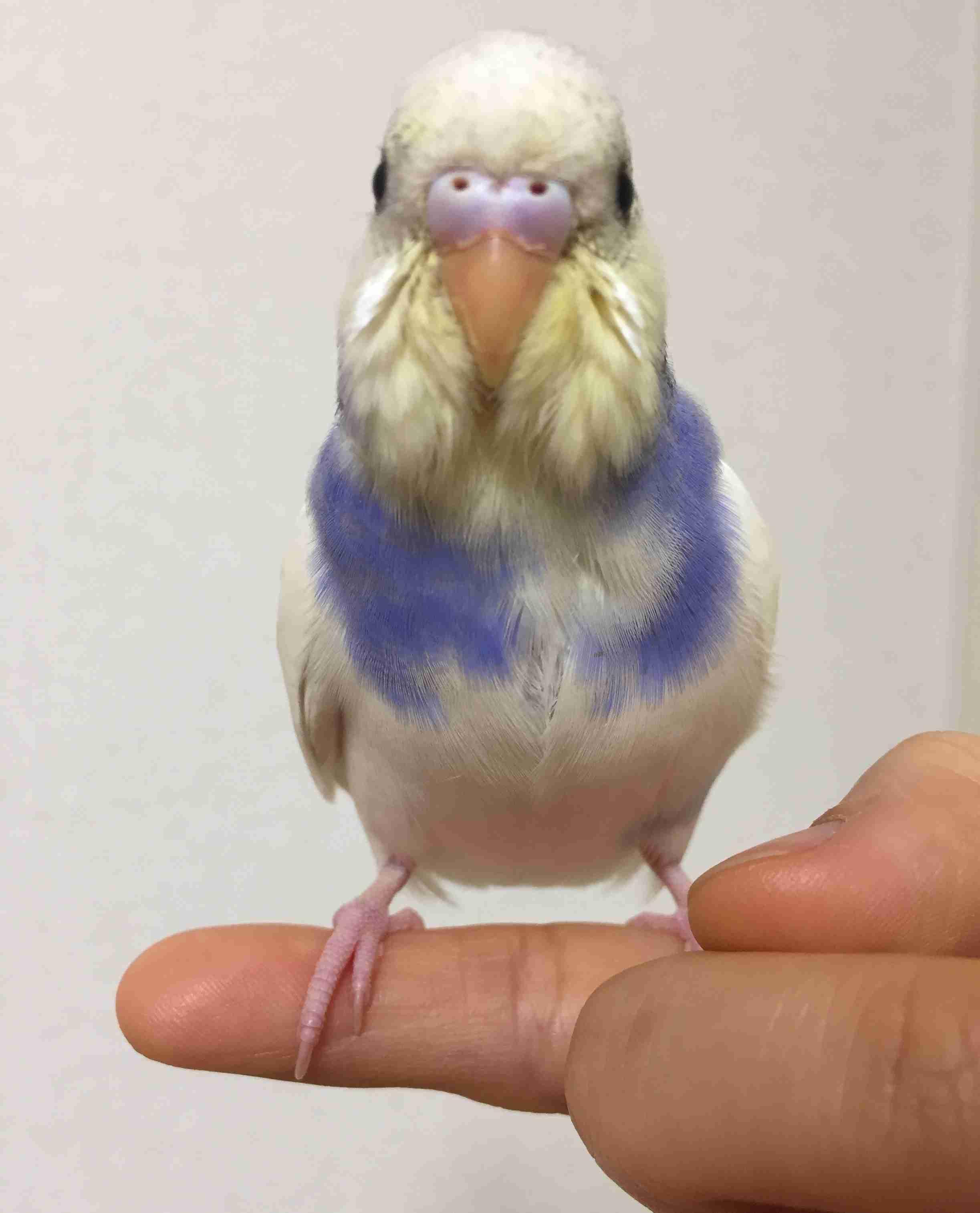 ペットのちょっと笑えるエピソード