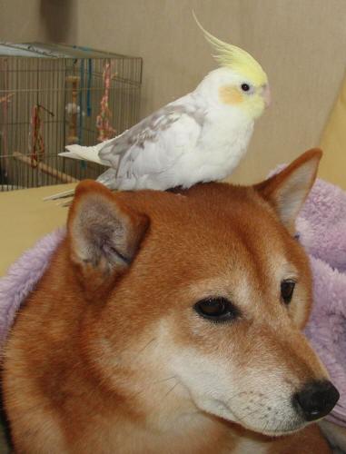 鳥が好きな方、集合ー！