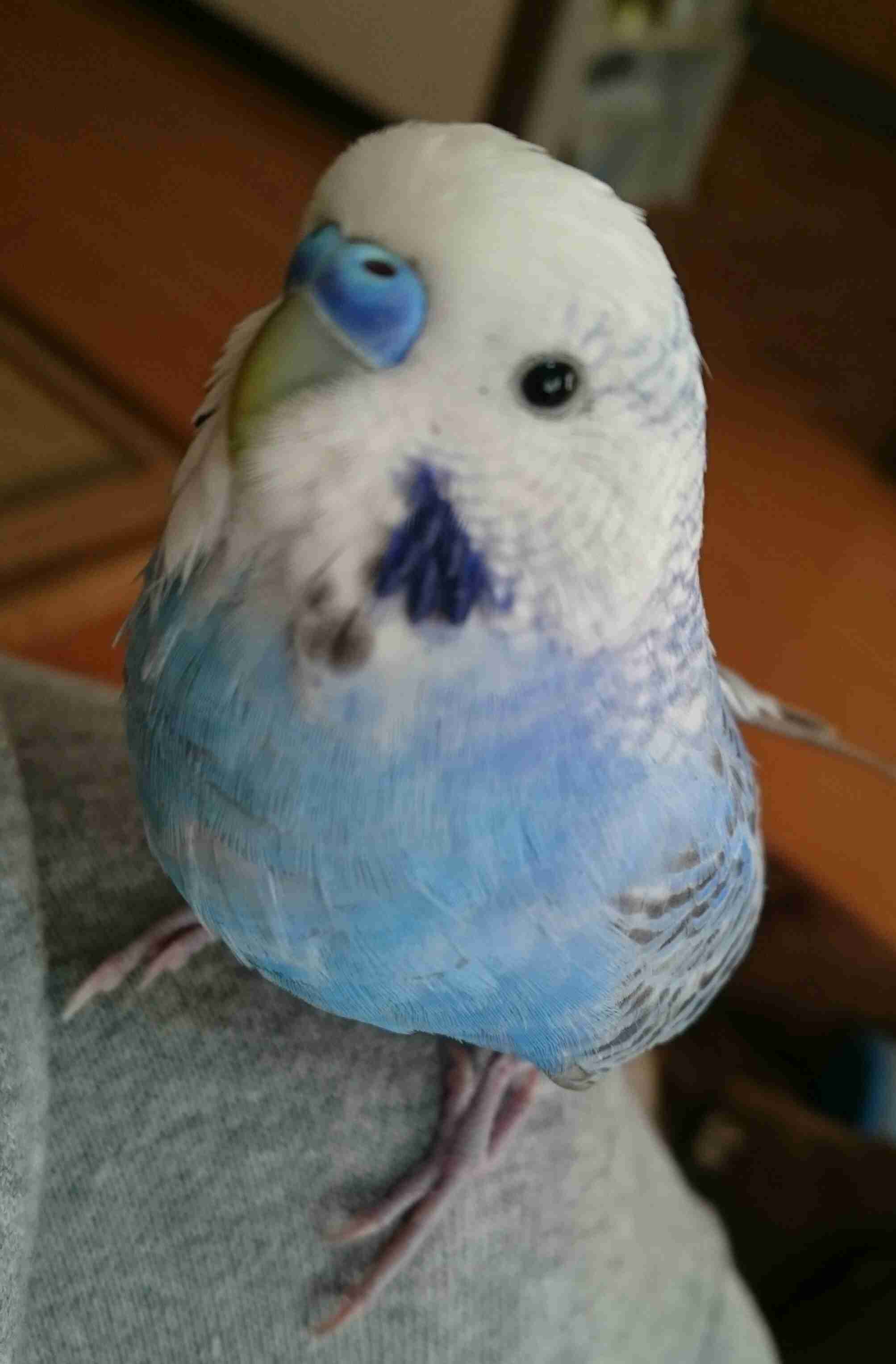 鳥が好きな方、集合ー！