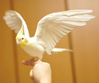 鳥が好きな方、集合ー！