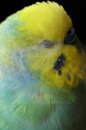 鳥が好きな方、集合ー！