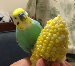 鳥が好きな方、集合ー！