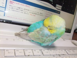 鳥が好きな方、集合ー！