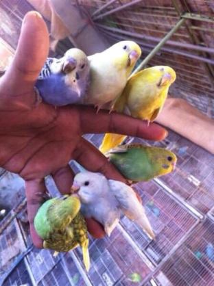 鳥が好きな方、集合ー！