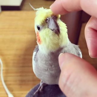 鳥が好きな方、集合ー！