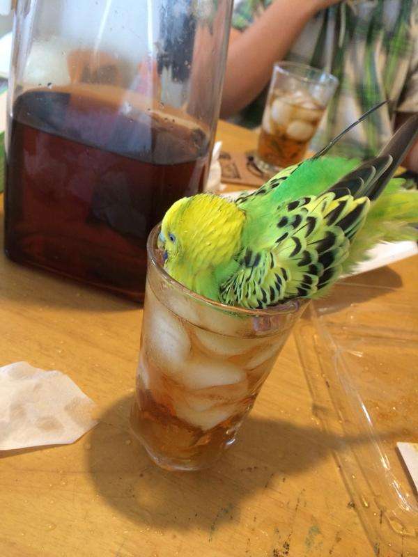 鳥が好きな方、集合ー！