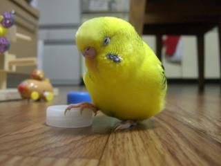 鳥が好きな方、集合ー！