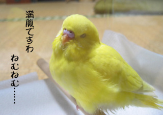 鳥が好きな方、集合ー！