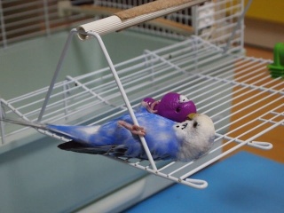 鳥が好きな方、集合ー！